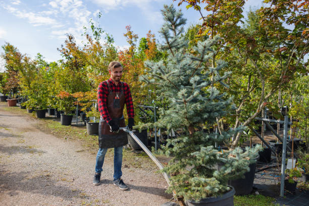 The Steps Involved in Our Tree Care Process in Niles, IL